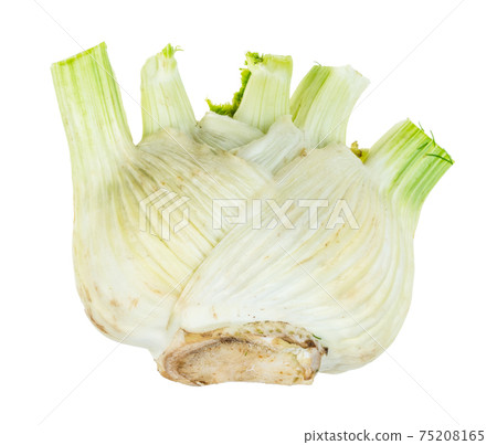 fresh Florence fennel stalk cutout on white 75208165