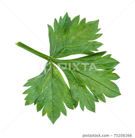 back side of green leaf of celeriac (celery) 75208166