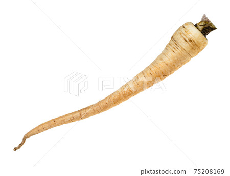 fresh organic root of garden parsley cutout fresh organic root of garden parsley cutout 75208169