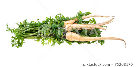 bundle of garden parsley with roots and greens bundle of garden parsley with roots and greens 75208170