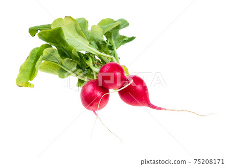 three fresh organic red radish with greens cutout three fresh organic red radish with greens cutout 75208171