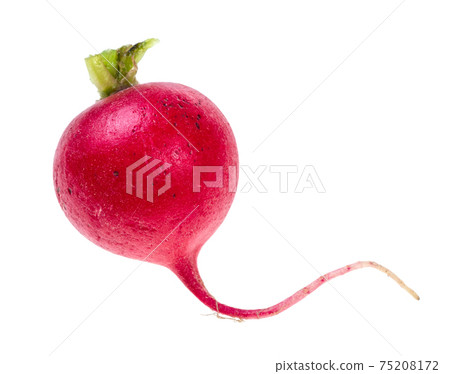 fresh organic red radish cutout on white fresh organic red radish cutout on white 75208172