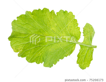green leaf of radish plant cutout on white green leaf of radish plant cutout on white 75208173