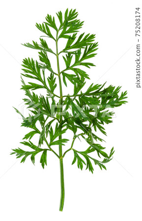 foliage of carrot plant cutout on white foliage of carrot plant cutout on white 75208174