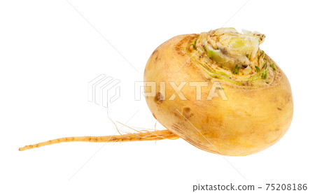 taproot of fresh organic yellow turnip cutout taproot of fresh organic yellow turnip cutout 75208186