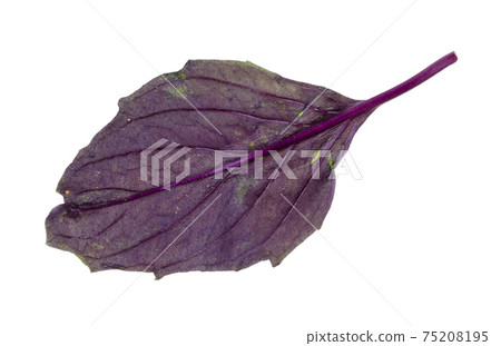 leaf of fresh dark purple basil cutout on white 75208195