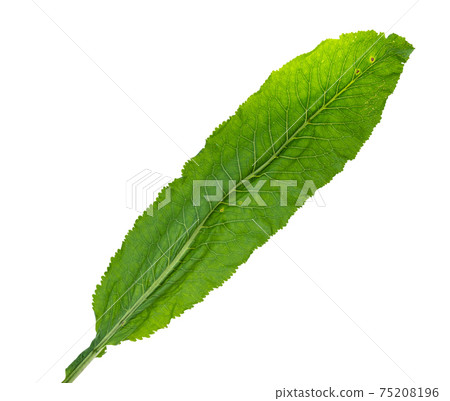 fresh green leaf of horseradish cutout 75208196