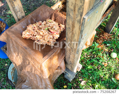 crushed fresh apples in tray of wooden press crushed fresh apples in tray of wooden press 75208267