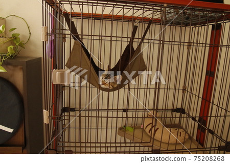 Domestic cat living in a cage 75208268