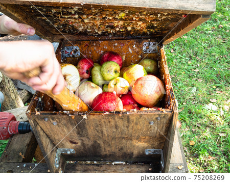 preparation of fresh apple pulp in grinding box preparation of fresh apple pulp in grinding box 75208269