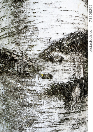 vertical background - bark of old birch tree vertical background - bark of old birch tree 75208292