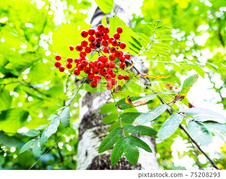 ripe rowan fruits and white birch in green forest ripe rowan fruits and white birch in green forest 75208293