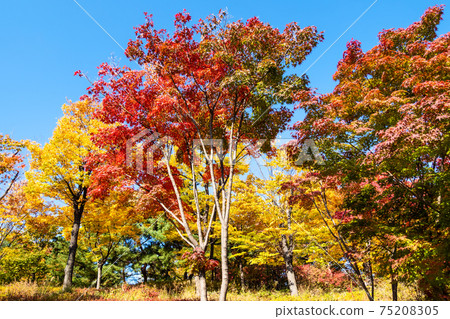 multi-colored maple trees in Namsan Park in Seoul multi-colored maple trees in Namsan Park in Seoul 75208305
