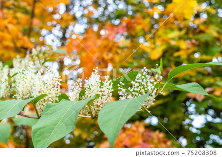 blossoming white lilac and blurred maple foliage blossoming white lilac and blurred maple foliage 75208308