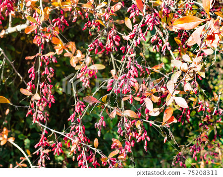 ripe red barberry berries on tree twigs in autumn ripe red barberry berries on tree twigs in autumn 75208311