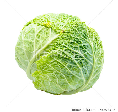 head of green savoy cabbage cut out on white head of green savoy cabbage cut out on white 75208312