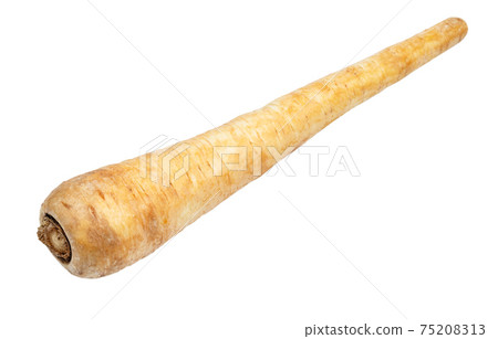 fresh root of Parsnip (pastinaca sativa) cut out fresh root of Parsnip (pastinaca sativa) cut out 75208313