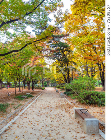 colorful park in Seoul city in autumn morning 75208357