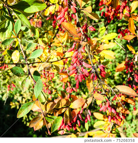 Berberis twigs with red fruits lit by evening sun Berberis twigs with red fruits lit by evening sun 75208358