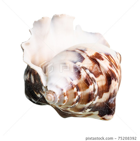 empty conch of dark brown muricidae mollusk cutout empty conch of dark brown muricidae mollusk cutout 75208392