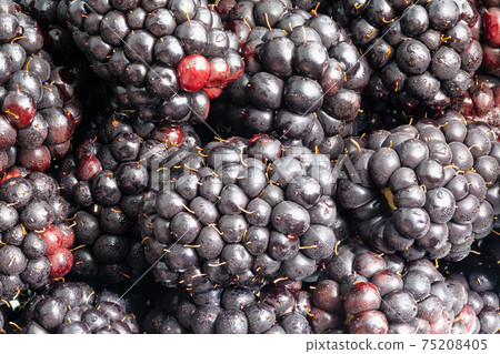fresh ripe blackberries close-up fresh ripe blackberries close-up 75208405