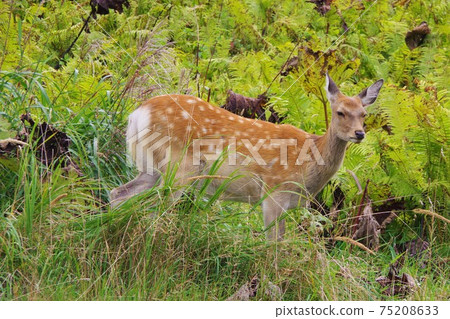 北海道埃佐鹿 75208633