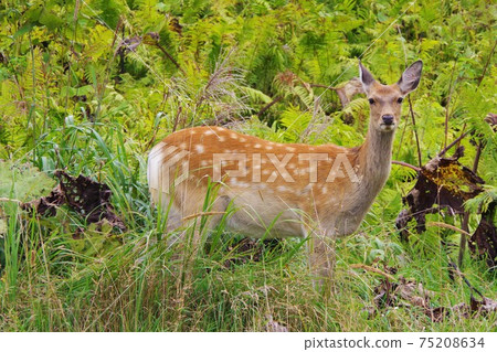 北海道埃佐鹿 75208634