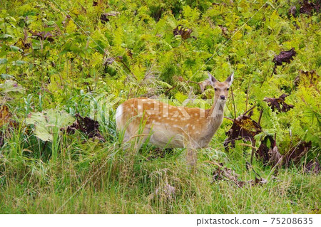北海道埃佐鹿 75208635