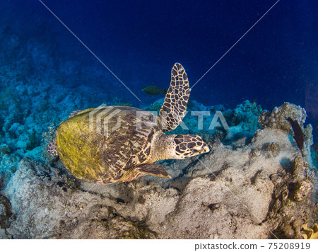 Sea turtles swimming in the underwater canyon (Hawksbill turtle) (Sharm el Sheikh, Red Sea, Egypt) 75208919