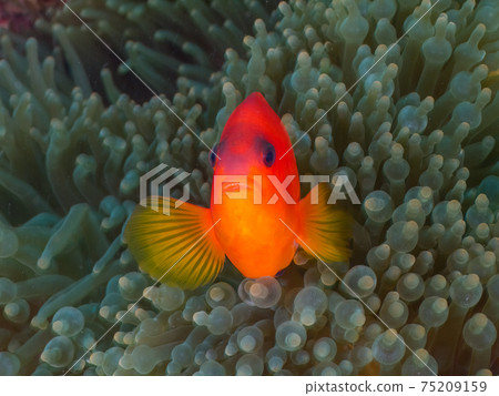 Red saddleback anemone fish that live in the sea anemone (Richelieu Rock, Surin) 75209159