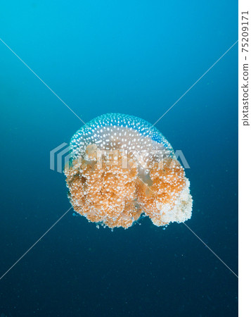 Color jellyfish floating in the sea (Bon Island, Similan Islands, Kingdom of Thailand) 75209171