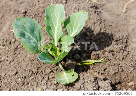 Cabbage seedling in a vegetable garden 75209565