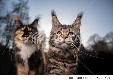 portrait of two maine coon cats outdoors in forest portrait of two maine coon cats outdoors in forest 75209595