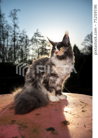 calico maine coon cat outdoors in sunlight portrait 75209596