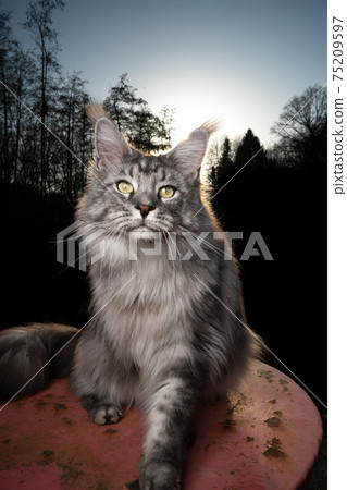 maine coon cat portrait outdoors in forest on sunset 75209597