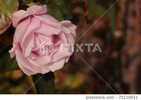  Pink rose flower 75210031