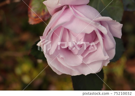  Pink rose flower 75210032