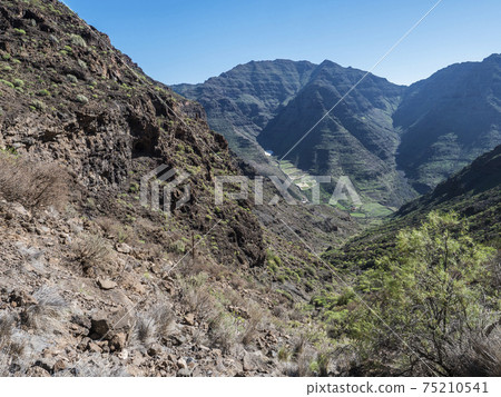 View of arid subtropical landscape of Barranco de Guigui Grande ravine with cacti and palm trees viewed from hiking trail Tasartico to Playa GuiGui beach. West of Gran Canaria, Canary Islands, Spain 75210541