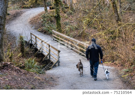 Man walking dogs on the hiking trail 75210564