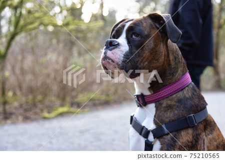 Man walking dogs on the hiking trail Man walking dogs on the hiking trail 75210565