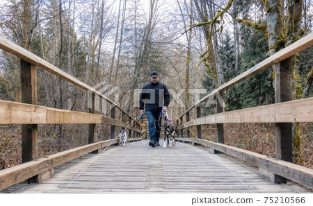 Man walking dogs on the hiking trail 75210566