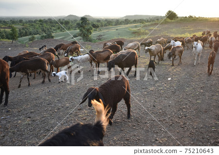 Big black ram sheep with huge twirled horns between white sheeps in the field 75210643