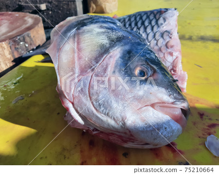 Close-up of male hands cutting big grouper fish on a wooden board with two knives. Process of cooking. Close-up of male hands cutting big grouper fish on a wooden board with two knives. Process of cooking. 75210664