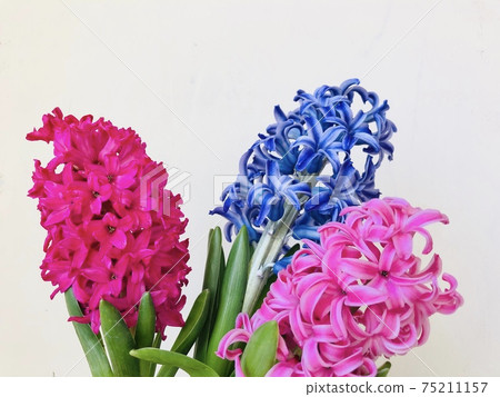 Hyacinth pink purple 75211157