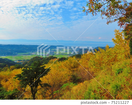 鹿兒島的垂水1000銀杏和海景 鹿兒島的垂水1000銀杏和海景 75211227