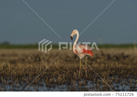 Flamingos, Patagonia Argentina Flamingos, Patagonia Argentina 75211726