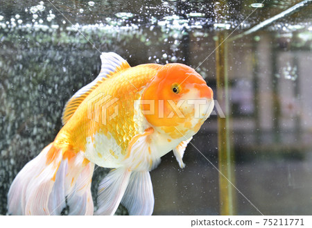 金魚 75211771