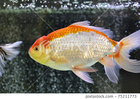 金魚 75211773