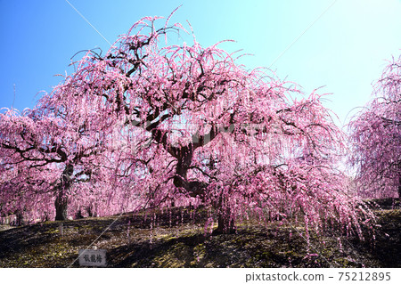 鈴鹿森林花園垂枝梅 臥龍梅 照片素材 圖片 圖庫