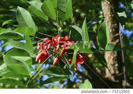 美國Deigo 75212905